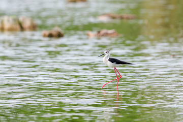 Close-up photo of Black-winged Stilt, black and white bird with very long red legs, wading in the middle of the water surface. Himantopus himantopus.