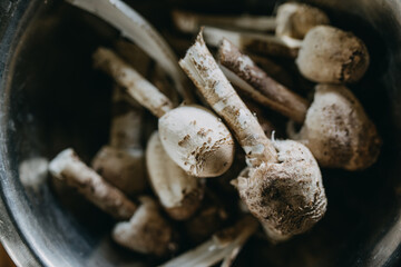 Edible Mushroom Macrolepiota procera