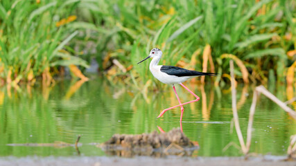 Close-up photo of Black-winged Stilt, black and white bird with very long red legs, wading in the middle of the water surface. Himantopus himantopus.