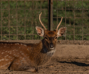 Deer sika with orange light in summer sunny morning