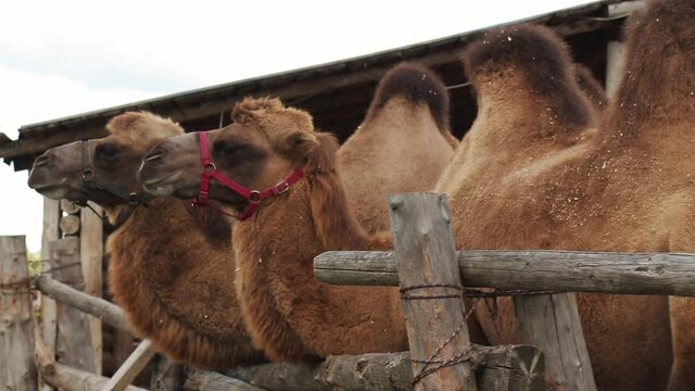 two camels in the paddock turn their heads following for the camera