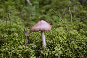 inedible mushroom in the forest