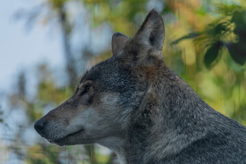 Big wolf in green forest in summer sunny morning