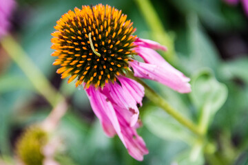 worm on a cone flower