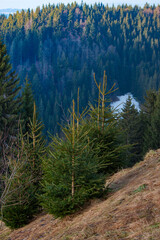 Early winter pine trees. Vertical composition.