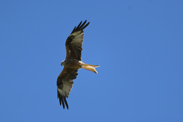 Milan im Flug (Milvus milvus)