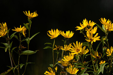 Dark flowers