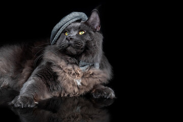 beautiful maine coon cat in hat