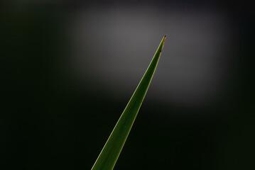 grass