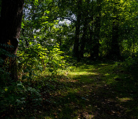 Obraz premium A beautiful green forest glade lit up by a sunbeam. Picture from Scania county, southern Sweden