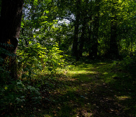 A beautiful green forest glade lit up by a sunbeam. Picture from Scania county, southern Sweden