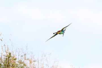 Action photo. Bee-eater flying in a dynamic pose. Flying jewel. European Bee-eater, Merops apiaster