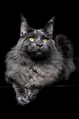 Gray Maine Coon Cat Portrait on a black background - 383358762
