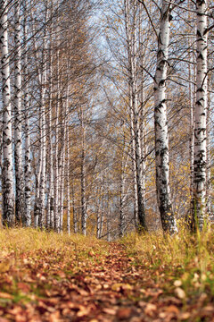 Birch grove in Golden sunlight on a clear day. Path between the trees