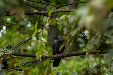 Jackdaw behind the leaves