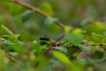 Common green bottle fly