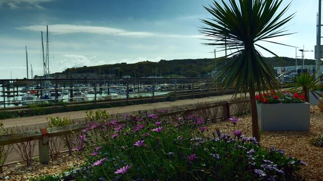 Beautiful purple flowers wave beside the blurred Newhaven small yacht harbor
Dimorphotheca ecklonis, also known as Cape marguerite, Van Staden's river daisy.