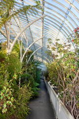 Traditional greenhouse with plants and foliage