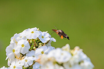 Summer poetic photo. Hummingbird hawk-moth floats around white summer flower and sucks a nectar. Macroglossum stellatarum, Phlox paniculata.