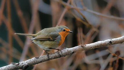 Close-up portrait of Eurasian Robin, Erithacus rubecula