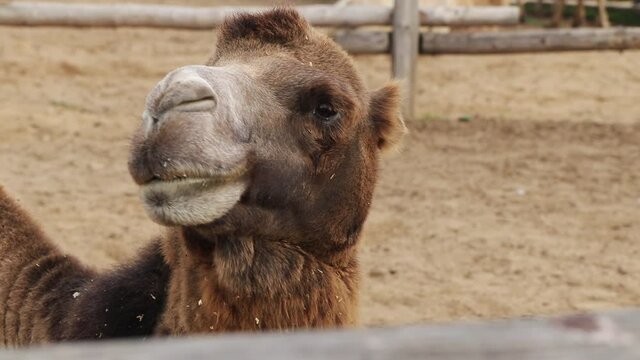 camel in the paddock turns its head and looks at the camera, close up