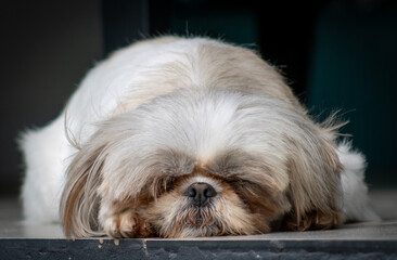 Shih-tzu lying resting at the door of the house waiting for the owner. Spend a moment of serenity and tranquility with both eyes closed and ears relaxed.