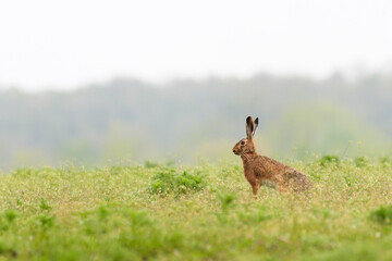 Close-up portrait brown hare in strong backlight. European hare, Lepus europaeus.