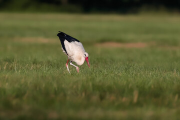 A close-up photo of a white stork hunting in a meadow.  White stork, Ciconia ciconia