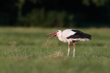 A close-up photo of a white stork hunting in a meadow.  White stork, Ciconia ciconia