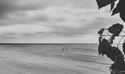 Strand an der Ostseeküste in Polen mit Touristen im Sand die nach Muscheln suchen. Monochrom...