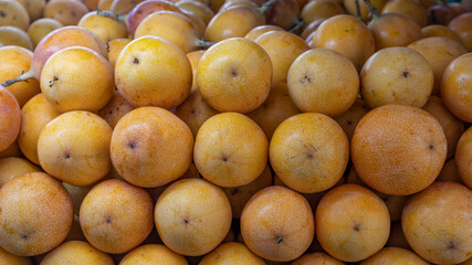 PASSIFLORA LIGULARIS OR HARVEST YELLOW GRANADILLA READY TO SELL EN TULUÁ VALLE DEL CAUCA COLOMBIA

