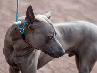 grey Thai Ridgeback dog stay on his head