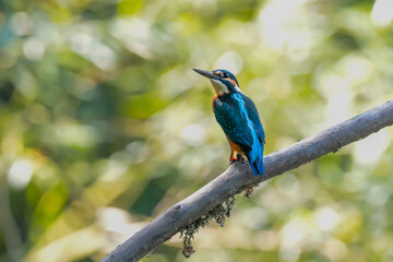 Close-up portrait of kingfisher lurking on a twig, against a background of a green bushes. Flying jewel Common kingfisher, Alcedo atthis