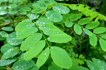 Young green leaves of acacia tree after rainy day with drops of water on the leaves