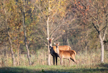 Hind and fawn in forest in autumn