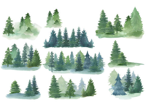 Watercolor forest on a white background, pine tree, group of trees, clipart © Svetlana