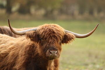 The head of a Scottish highlander right from the front looking straight into the camera.