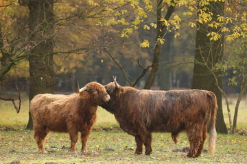 A Scottish highlander couple are close together in the Staatsbossen in Sint Anthonis. St Anthonisbos,North Brabant, Land van Cuijk, The Netherlands, Europe.
