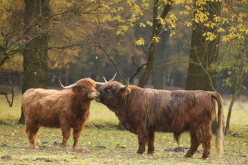 A Scottish highlander couple are close together in the Staatsbossen in Sint Anthonis. St Anthonisbos,North Brabant, Land van Cuijk, The Netherlands, Europe.