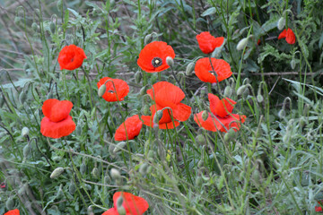Flowering wild poppy (Papaver rhoeas)