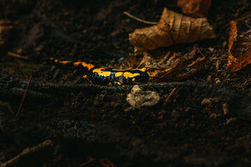 Yellow and black fire salamander on the wet forest ground with orange leaves