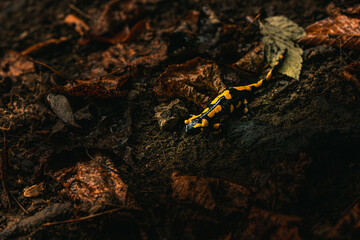 Yellow and black fire salamander on the wet forest ground with orange leaves