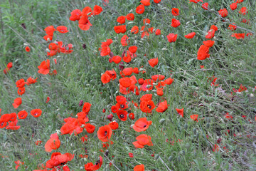 Fototapeta premium Flowering wild poppy (Papaver rhoeas)