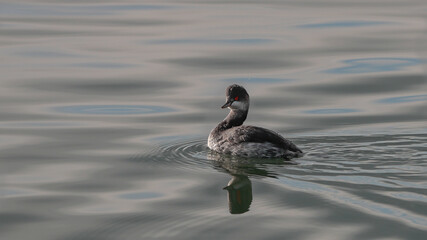 A small grebe swims on the lake's surface in a very contrasting backlight . The black-necked grebe, or Eared grebe, Podiceps nigricollis.