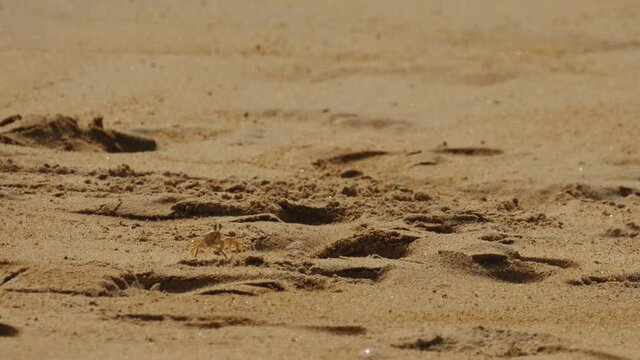 Crab on the sandy beach