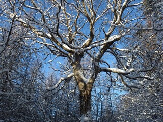 Big oak tree (Quercus) with branches covered snow in forest on sunny winter day