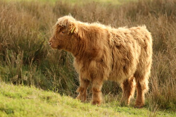 A Scottish highlander calf stands in the protected nature area the Staatsbossen of Sint Anthonis. St Anthonisbos, Noord Brabant, Land van Cuijk, The Netherlands, Europe.