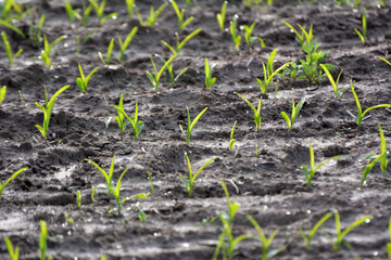 Young corn grows on the farmer's field.