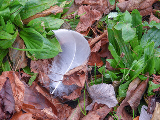 Feather in Autumn Leaves