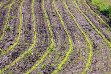 Young corn grows on the farmer's field.